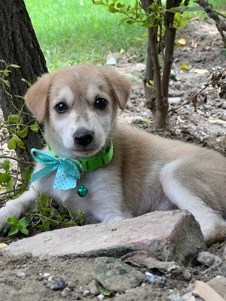 Ready for a Loving Home