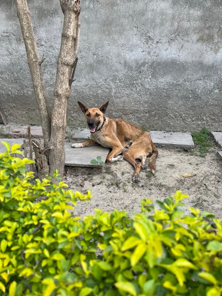 Peaceful Shade at the Shelter