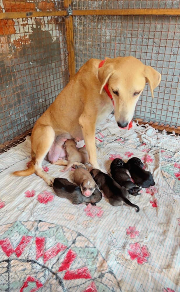 Mother Dog & Newborn Litter