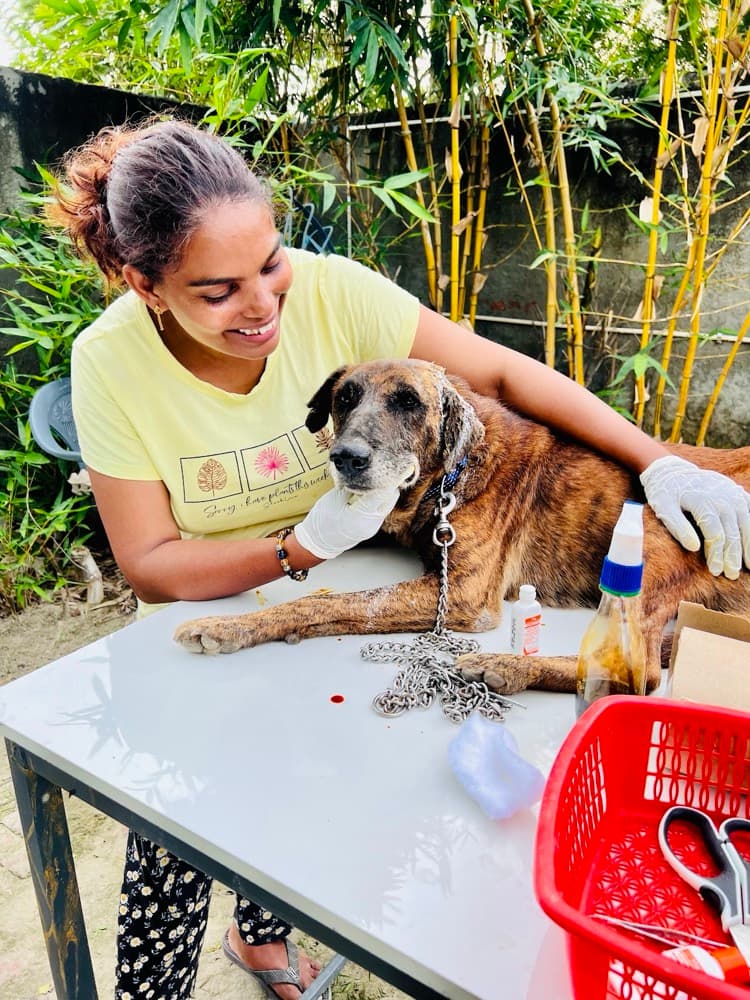 Veterinary surgery and rehabilitation