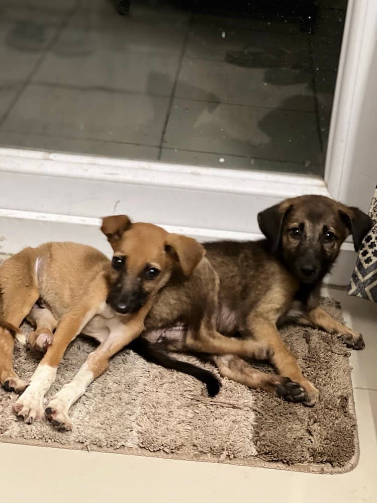Rescued Indie Soul