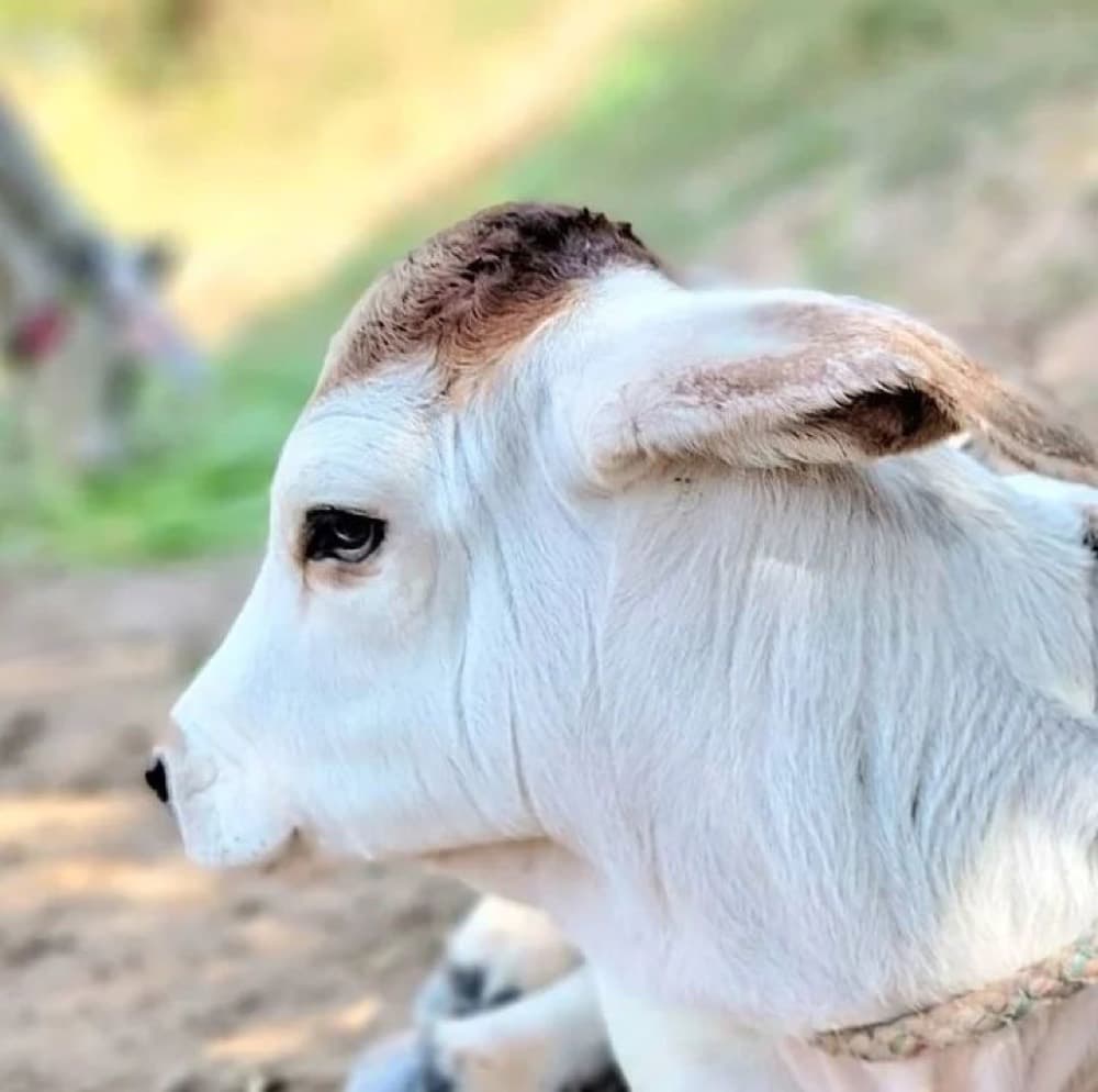 Rescued Sahiwal Calf