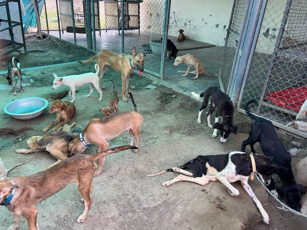 Volunteer with dogs