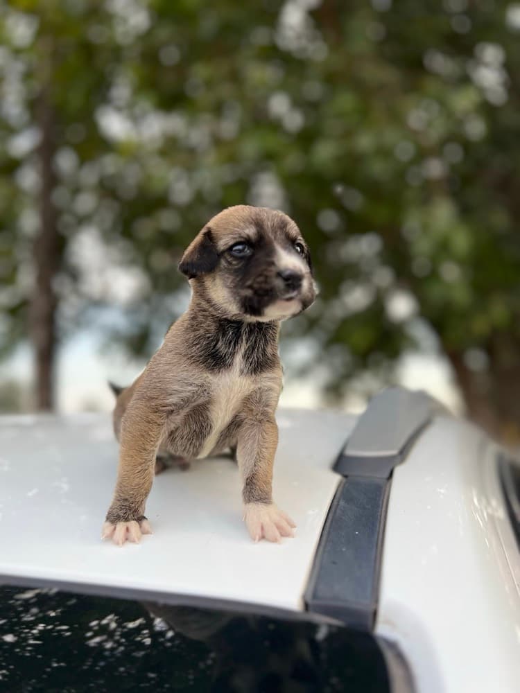 Tiny Warrior