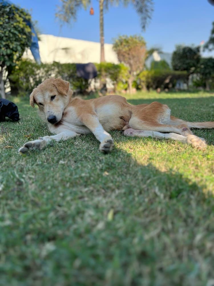 Shelter Companions
