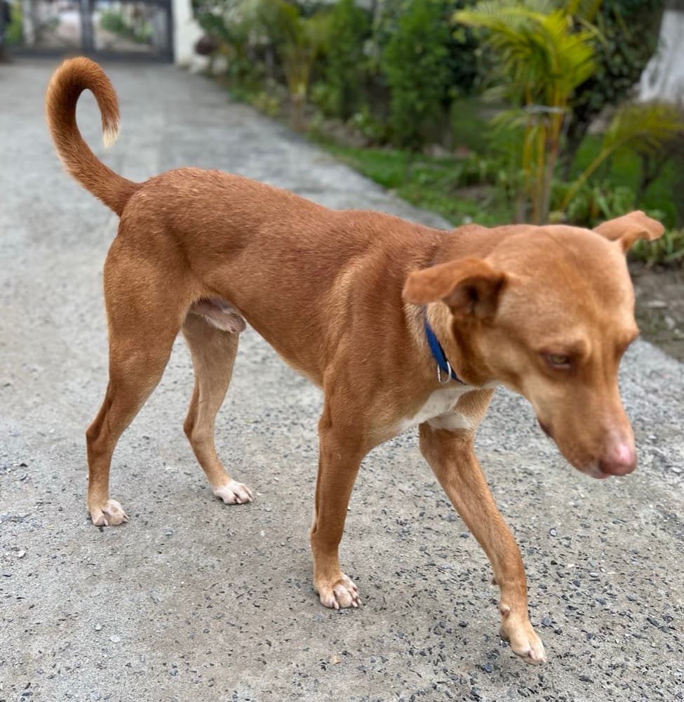 Rescued Street Survivor