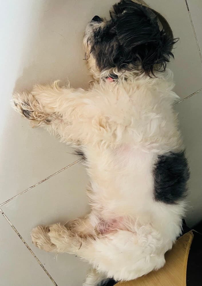 Abandoned Pet Rescue