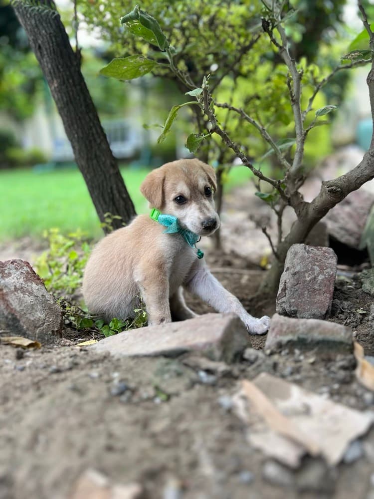Chotu (Indie Puppy) After