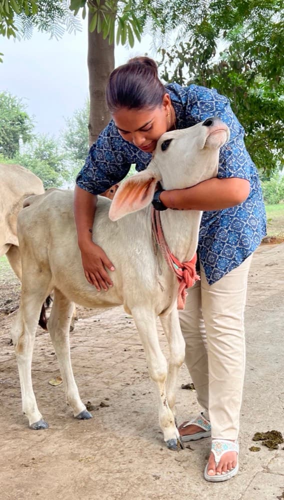 Kamdhenu (Rescued Calf) After