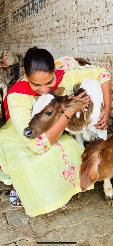 Kamdhenu (Rescued Calf) Before